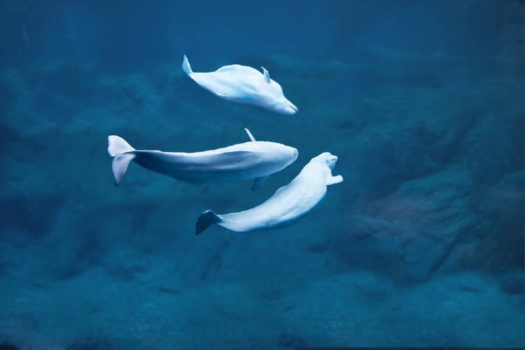 belugas belugas