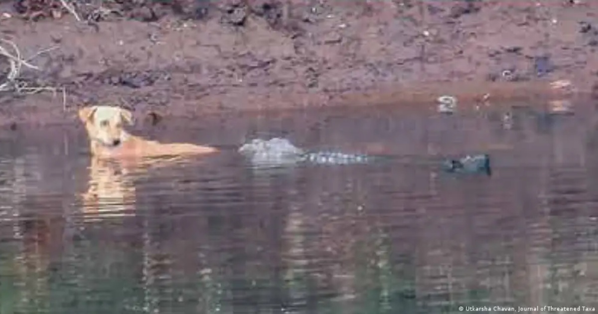 cocodrilos salvan perro cocodrilos salvan perro