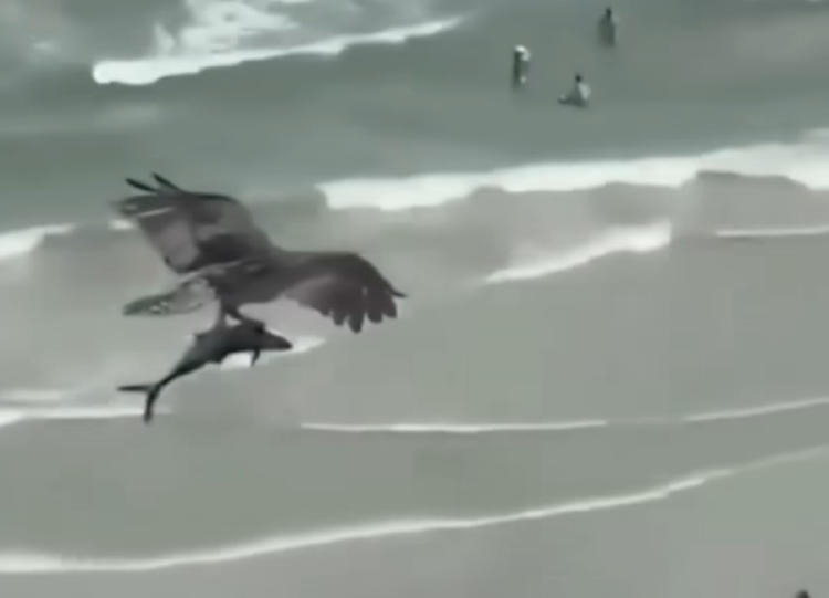 aguila tiburon2 aguila tiburon2