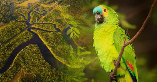 5 datos para entender la importancia del Amazonas que todos deben conocer