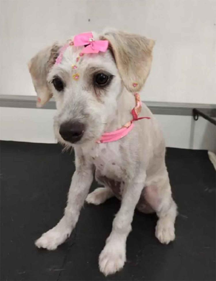 perrita sofa2 perrita sofa2