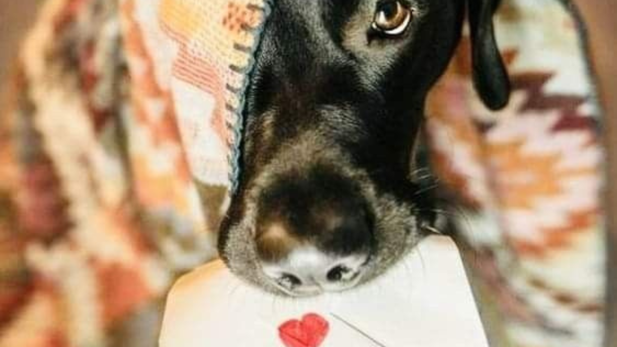 perro los resultados destacan la profundidad de la memoria de las mascotas y la importancia de su interacción con los humanos (Foto: Pinterest)