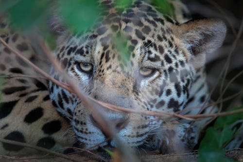 Yaguarete DarioPodesta 8 Yaguarete DarioPodesta