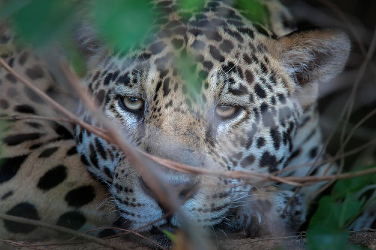 Yaguarete DarioPodesta 8 Yaguarete DarioPodesta