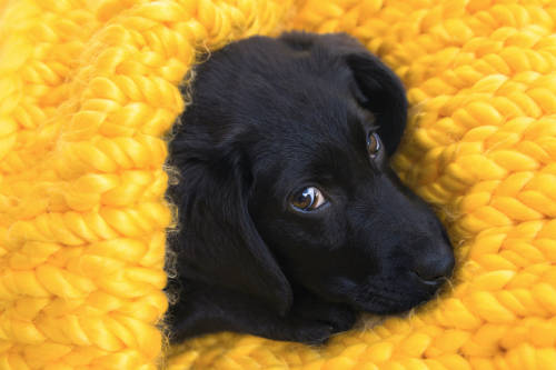 Las mascotas son víctimas del coronavirus, pero no lo contagian