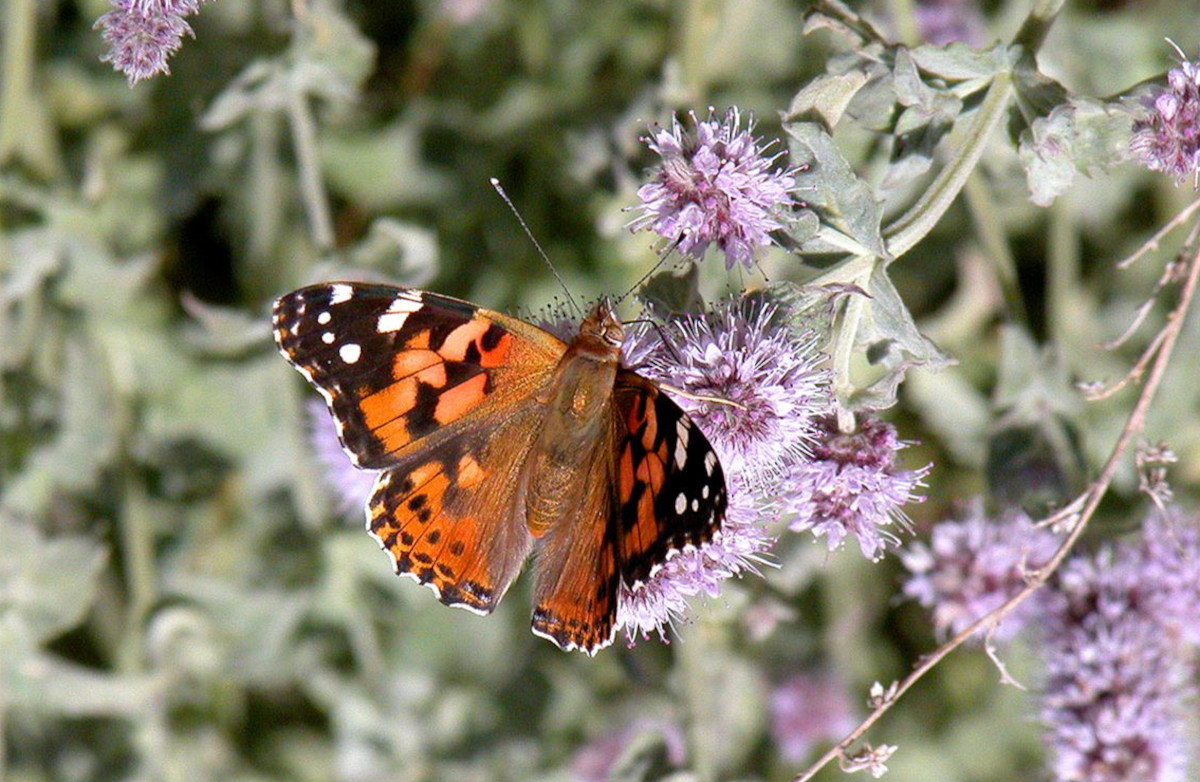 mariposa cardera2