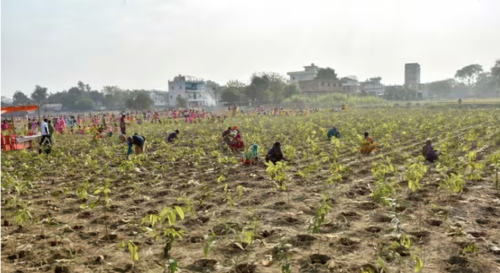 Bosque India / Press Trust of India Bosque India / Press Trust of India