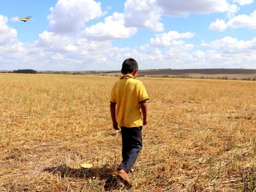 niño aborígen camina sobre cultivo de avena