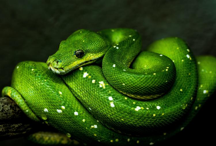 que significa soñar con viboras verdes unsplash.jpg que significa soñar con viboras verdes unsplash.jpg