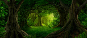 bosque bosque
