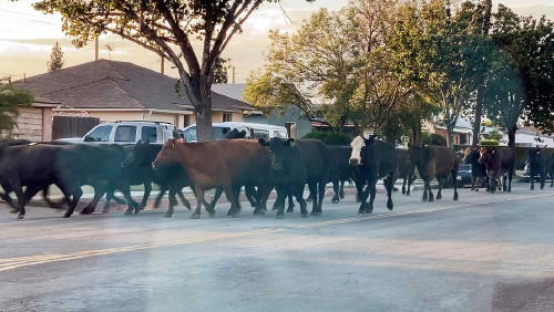 Vacas se fugan Vacas se fugan