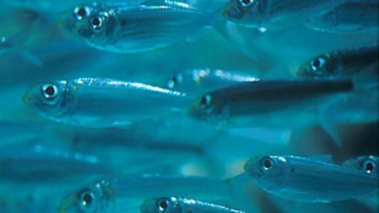 peces El estudio sugiere que eventos como este son esenciales para el equilibrio entre depredadores y presas en los ecosistemas marinos. (Foto: Pinterest)