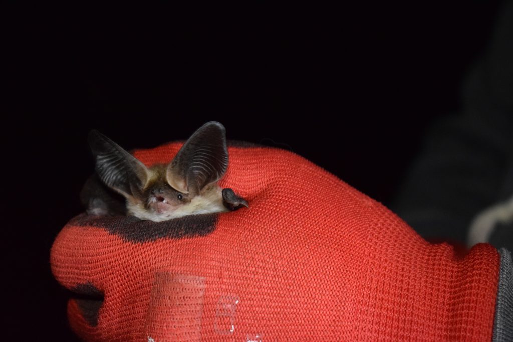 Murciélago orejudo menor Murciélago orejudo menor