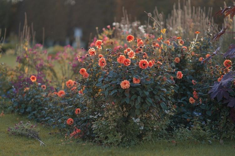 dahlias 8348462 1280 Plantas de ornato