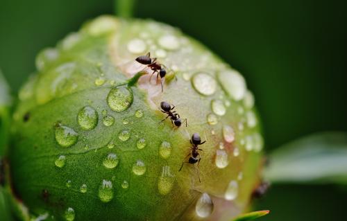6 remedios caseros para eliminar a las hormigas de tus plantas