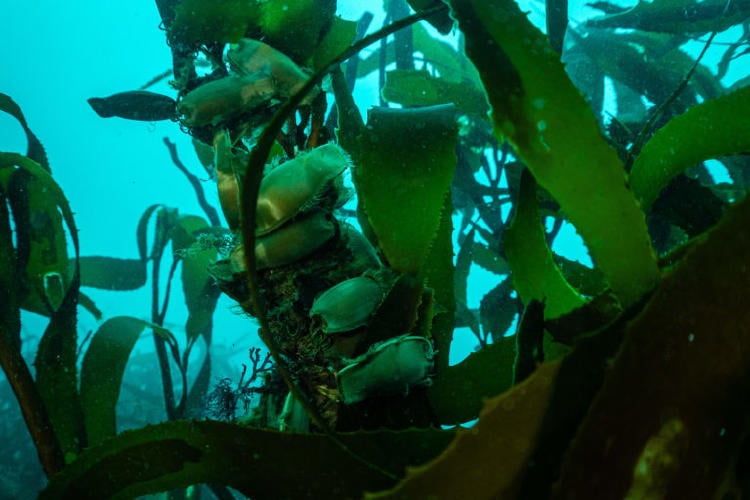 Huevos de Tiburón Pintarroja en el Refugio Marino de Maitencillo. Crédito Rodrigo Sánchez Grez 768x512 Huevos de Tiburón Pintarroja en el Refugio Marino de Maitencillo. Crédito Rodrigo Sánchez Grez 768x512