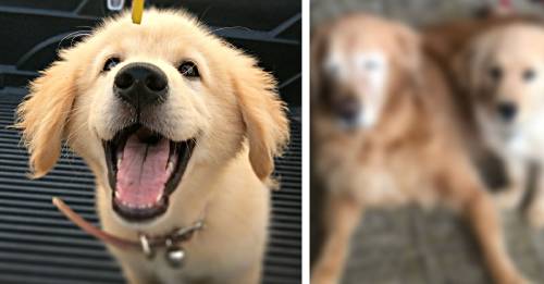 Este tierno cachorro hace de lazarillo para un perro ciego de 11 años