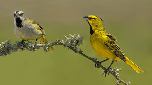 Cardenal Amarillo Cardenal Amarillo. Macho y hembra