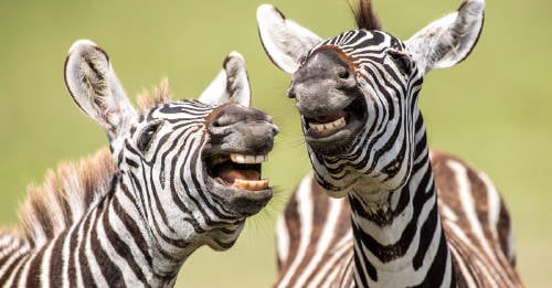 concurso fotos animales concurso fotos animales