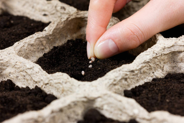 semillas Plantar semillas