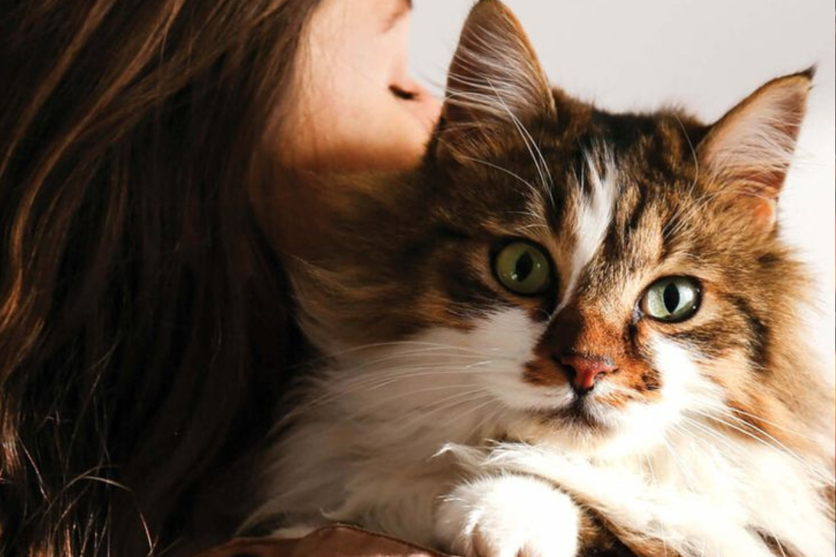 Ese gesto que parece puro cariño tiene una explicación mucho más profunda en el lenguaje felino. (Imagen: Pinterest)