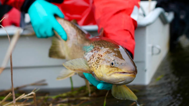 salmon finlandia salmon finlandia