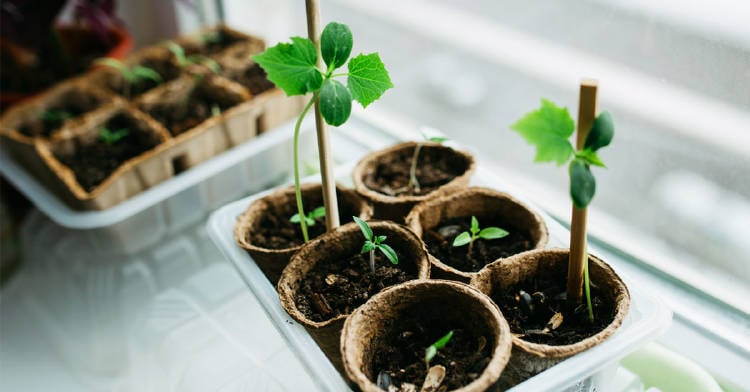 cultivar-alimentos-casa-brote cultivar-alimentos-casa-brote