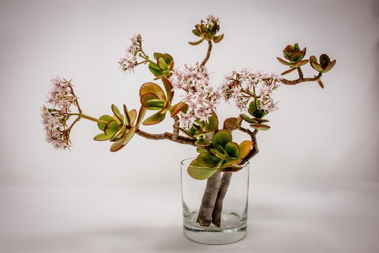 arreglo ikebana