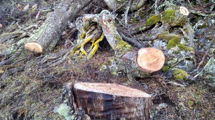 Deforestación en Tierra del Fuego