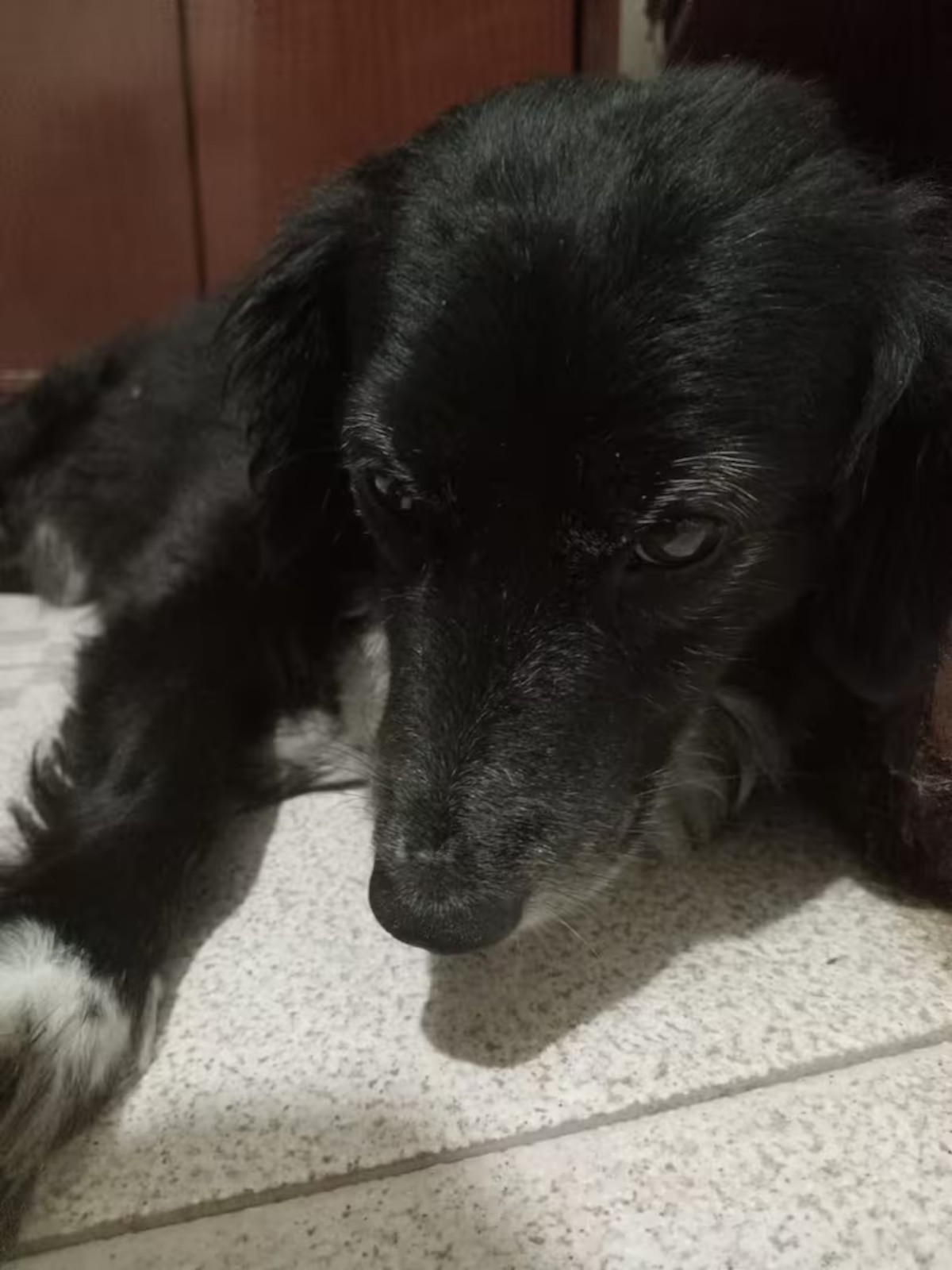 perro rocco2 perro rocco2