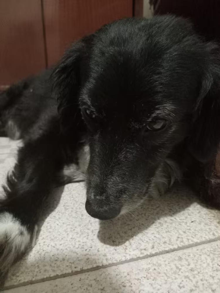 perro rocco2 perro rocco2