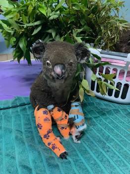koala quemado