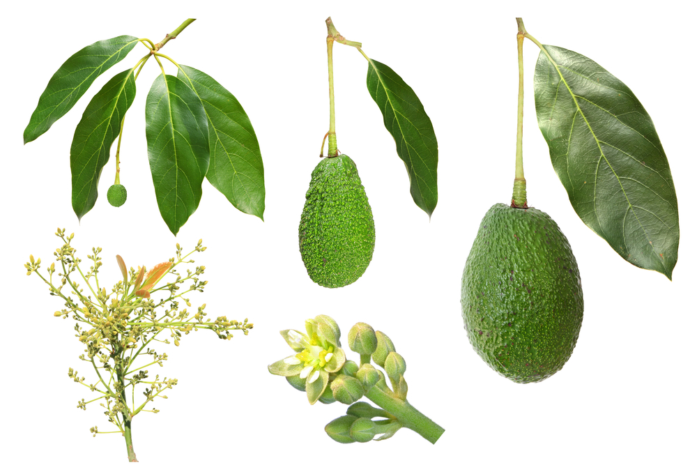 proceso de germinación del aguacate en fondo blanco proceso de germinación del aguacate en fondo blanco