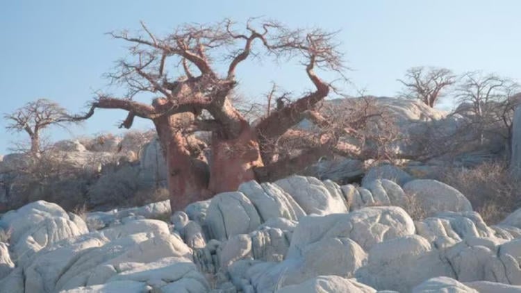 baobabs getty images2 baobabs getty images2
