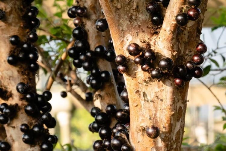 arbol frutos Arbol de jaboticaba con frutos | Foto Premiumfreepik.es