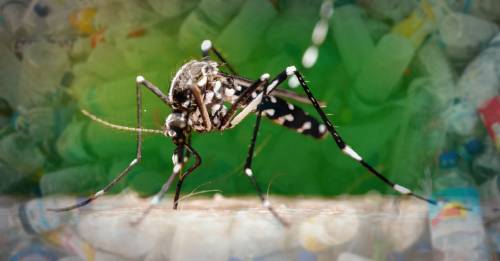 Los mosquitos comen plásticos y pueden extender la contaminación a escala global