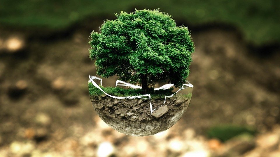 arbol ambiente ecología valores ambientales