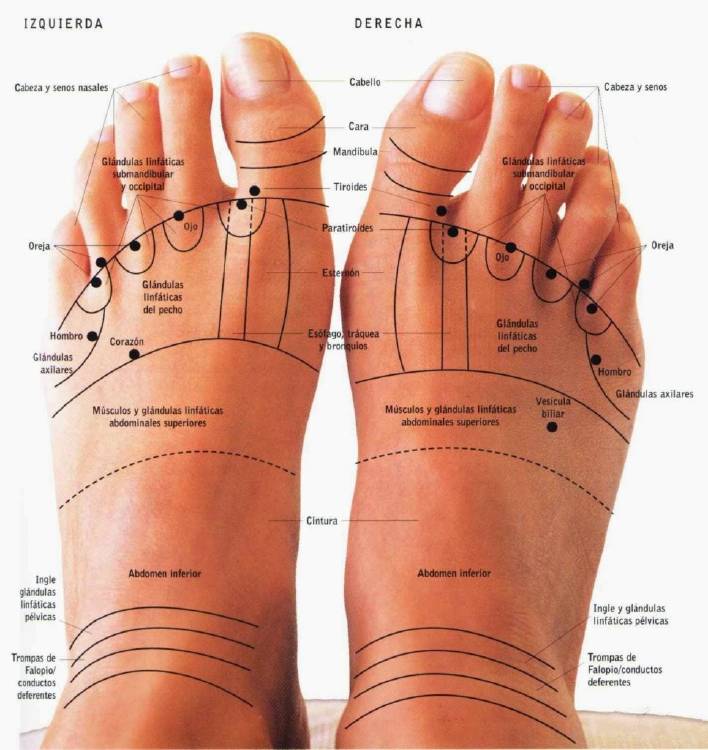zonas reflejas de los pies zonas reflejas de los pies