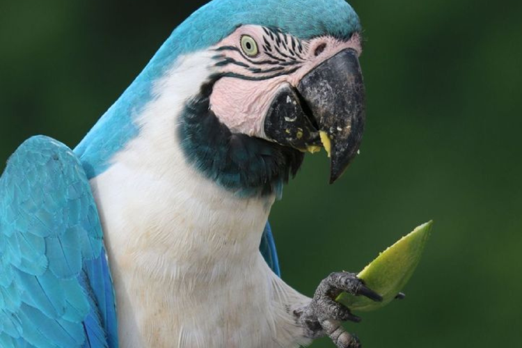 guacamayo La historia del guacamayo de Spix se convirtió en un poderoso recordatorio del impacto que las actividades humanas pueden tener sobre los ecosistemas (Imagen: Pinterest)