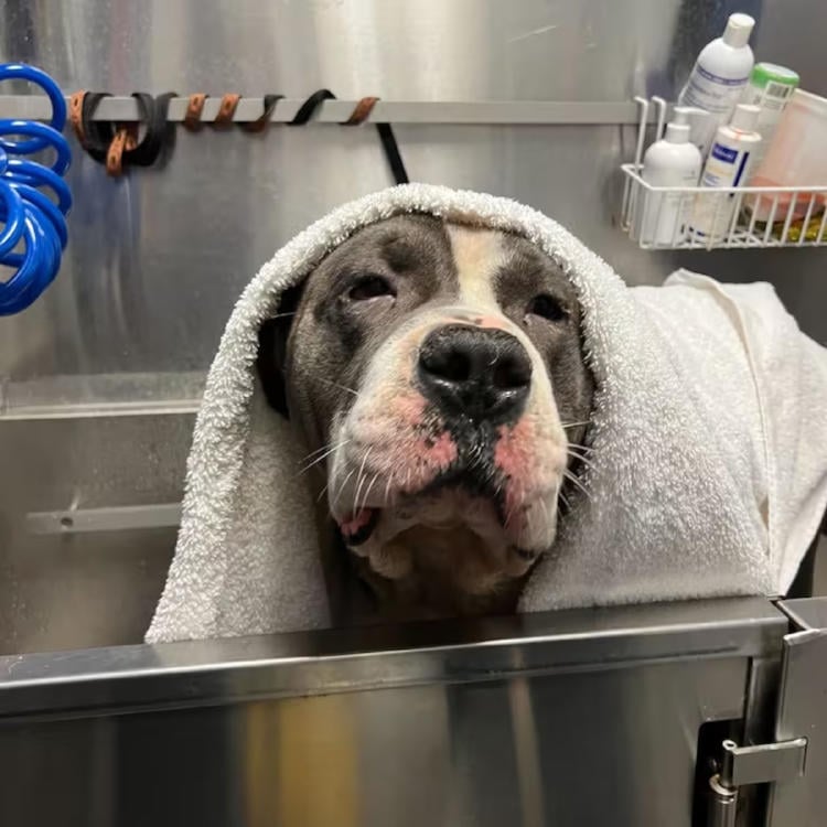 perro parque2 perro parque2