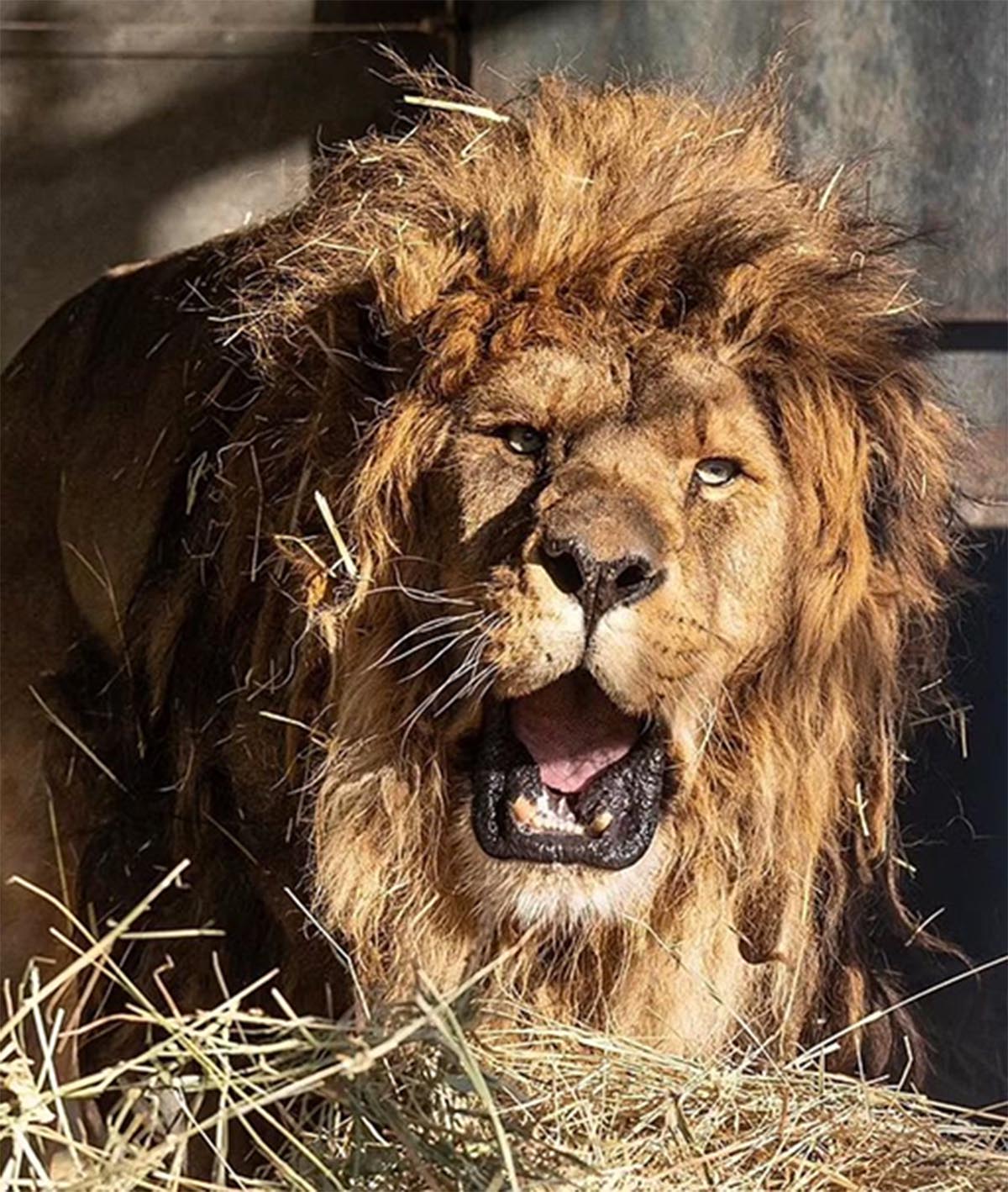 leon abandonado2 leon abandonado2