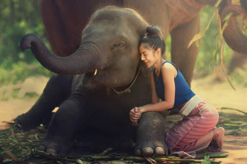 5 países en los que puedes ofrecerte como voluntario para cuidar animales