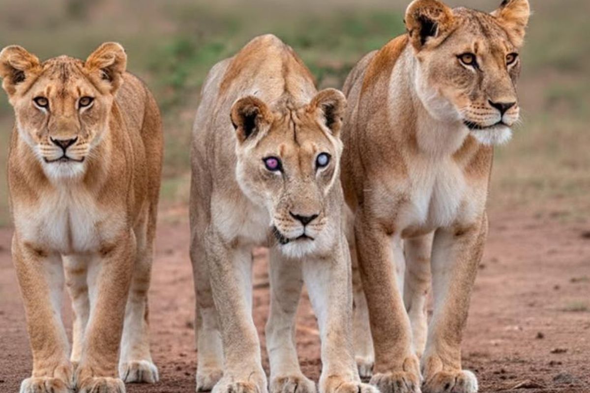 leona ciega leona ciega