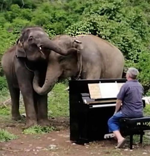Este hombre tranquiliza con su piano a elefantes maltratados en Tailandia