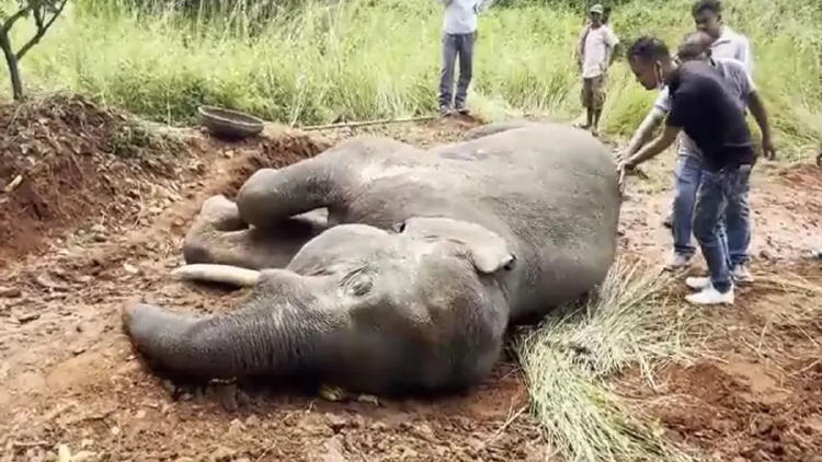 elefante MUERE ATROPELLADO TREN elefante MUERE ATROPELLADO TREN