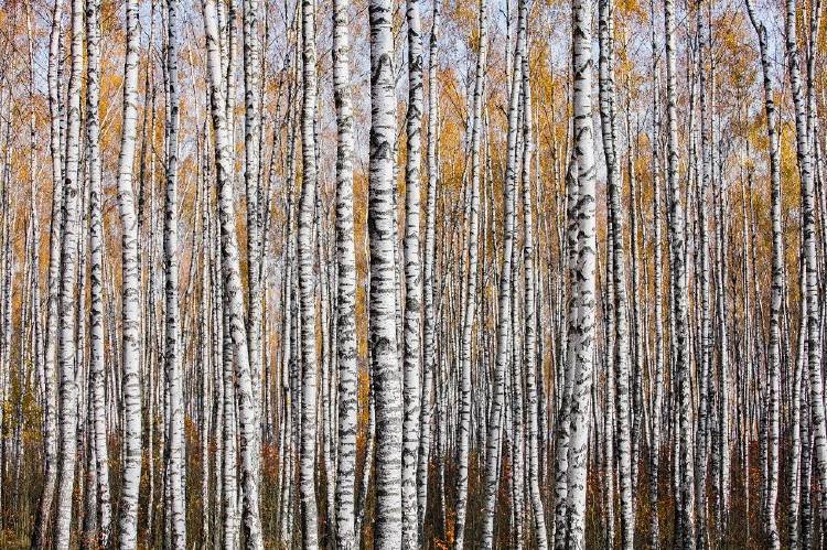 Autumn texture Mikhail Kapychka Autumn texture Mikhail Kapychka