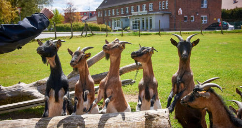 animales de granja animales de granja