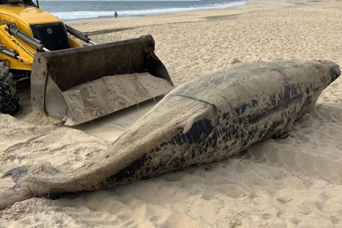 Son 92 los casos de ballenas varadas registrados en la última temporada de reproducción en Baja California Sur. Foto: cortesía Francisco Javier Gómez Díaz.
