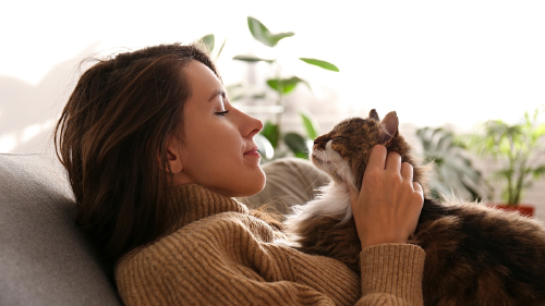 Gato 2 que significa que un gato ronronee