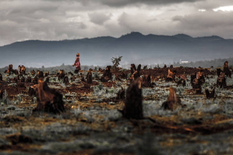 deforestacion madagascar